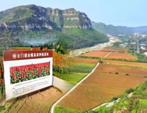 云门酒业：五大品质维度诠释“中国消费名品成长企业”